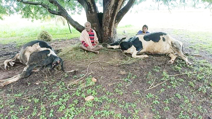 ಸಿಡಿಲು ಬಡಿದು ಎರಡು  ಹಸುಗಳು ಸಾವು: ರೈತ ಬಚಾವ್