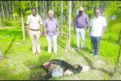 ಹಸು ಮೇಲೆ ಚಿರತೆ ದಾಳಿ