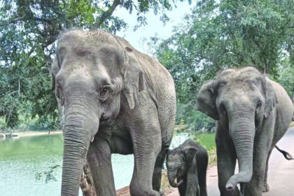 ಬನ್ನೇರುಘಟ್ಟ ಜೈವಿಕ ಉದ್ಯಾನದಲ್ಲಿ ಹೊಸ ವರ್ಷಕ್ಕೆ ಹೊಸ ಅತಿಥಿ ಆಗಮನ