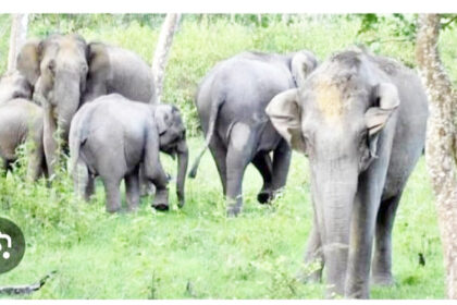 ಮೊದಲ ಬಾರಿಗೆ ದಕ್ಷಿಣ ರಾಜ್ಯಗಳಿಂದ ಆನೆ ಗಣತಿ