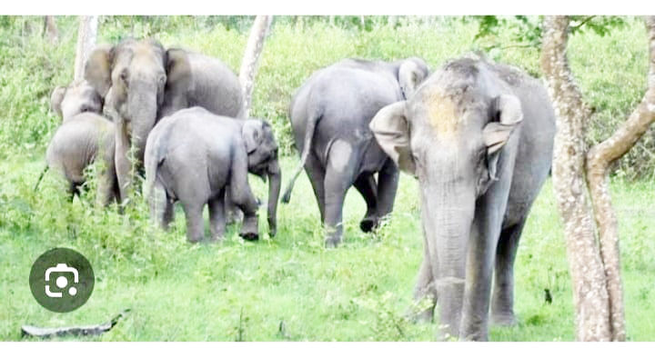 ಮೊದಲ ಬಾರಿಗೆ ದಕ್ಷಿಣ ರಾಜ್ಯಗಳಿಂದ ಆನೆ ಗಣತಿ