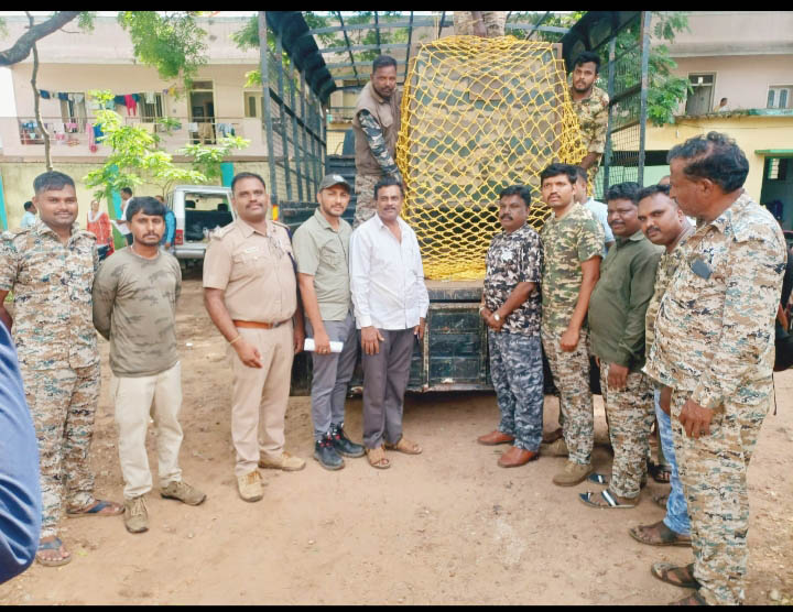 ಕಾಡಿನಿಂದ ನಾಡಿಗೆ ದಾರಿ ತಪ್ಪಿ ಬಂದ ಕರಡಿ ಸೆರೆ