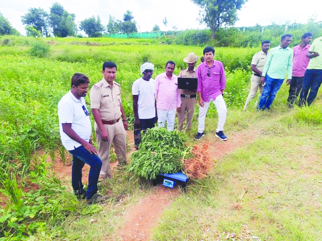 ಮಿಶ್ರ ಬೆಳೆ ಮಧ್ಯೆ ಗಾಂಜಾ ಬೆಳೆದ ಭೂಪ ರೂ. 92 ಸಾವಿರ ಮೌಲ್ಯದ ಮಾಲು ವಶಕ್ಕೆ ಪಡೆದ ಪೊಲೀಸರು! ಒಬ್ಬನ ಬಂಧನ