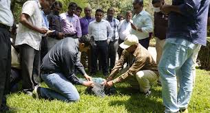 ಬೀದಿ ನಾಯಿಗಳಿಗೆ ಪ್ರಾಯೋಗಿಕವಾಗಿ ಮೈಕ್ರೋ ಚಿಪ್ ಅಳವಡಿಕೆ!