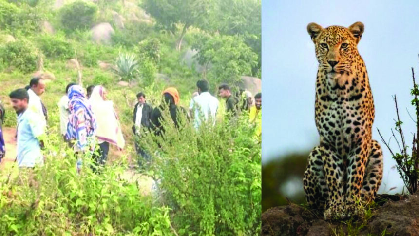 ಮೇವು ತರಲು ಹೋದ ಮಹಿಳೆ ಚಿರತೆಗೆ ಬಲಿ