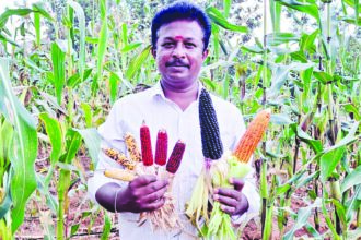 “ಶಿಡ್ಲಘಟ್ಟ ತಾಲ್ಲೂಕಿನಲ್ಲಿ ದಕ್ಷಿಣ ಅಮೆರಿಕದ ಜೋಳದ ತಳಿಗಳು”