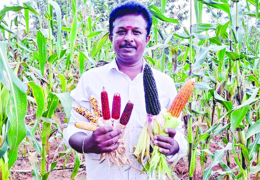 “ಶಿಡ್ಲಘಟ್ಟ ತಾಲ್ಲೂಕಿನಲ್ಲಿ ದಕ್ಷಿಣ ಅಮೆರಿಕದ ಜೋಳದ ತಳಿಗಳು”