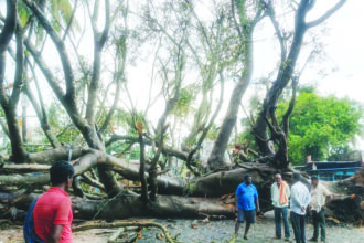 ನೂರು ವರ್ಷ ನೆರಳು, ಬದುಕು ಕಟ್ಟಿಕೊಟ್ಟ ಆಲದಮರ ಧರೆಗುರುಳಿದೆ: ದೈವೀ ಶಕ್ತಿ ಕಾಪಾಡಿದೆ!!