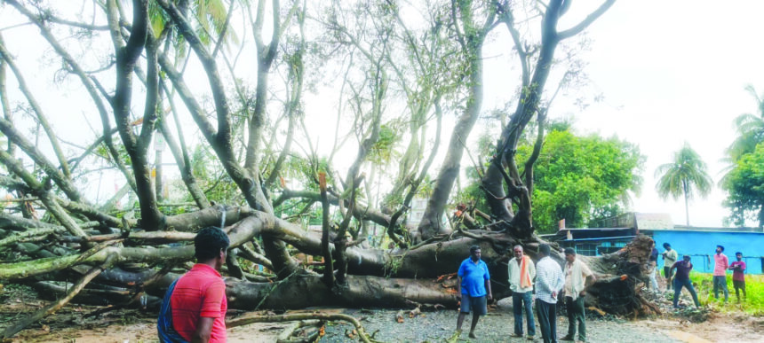 ನೂರು ವರ್ಷ ನೆರಳು, ಬದುಕು ಕಟ್ಟಿಕೊಟ್ಟ ಆಲದಮರ ಧರೆಗುರುಳಿದೆ: ದೈವೀ ಶಕ್ತಿ ಕಾಪಾಡಿದೆ!!