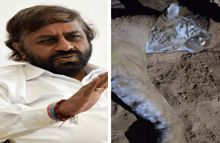 “ಮಲೆ ಮಹದೇಶ್ವರ ತಪ್ಪಲಿನಲ್ಲಿ ಹುಲಿಯ ಅರ್ಧ ದೇಹ ಪತ್ತೆ ತನಿಖೆಗೆ ಆದೇಶ”