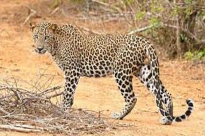 “ಮತ್ತೆ ೪ ಚಿರತೆಗಳು ಪತ್ತೆ, ಆತಂಕ”