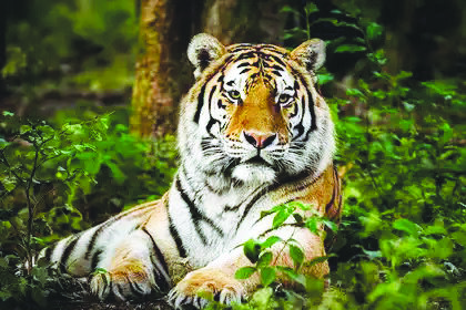  `AI’ಬಳಸಿ ಹುಲಿ ಇದೆ ಎಂದು ಸುಳ್ಳು ಫೋಟೋ, ವಿಡಿಯೋ ಪೋಸ್ಟ್ ಹರಡುವವರ ವಿರುದ್ಧ ಕಾನೂನು ಕ್ರಮ