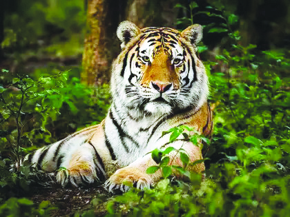  `AI’ಬಳಸಿ ಹುಲಿ ಇದೆ ಎಂದು ಸುಳ್ಳು ಫೋಟೋ, ವಿಡಿಯೋ ಪೋಸ್ಟ್ ಹರಡುವವರ ವಿರುದ್ಧ ಕಾನೂನು ಕ್ರಮ