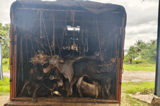“ಕಸಾಯಿಖಾನೆಗೆ ಸಾಗಿಸುತ್ತಿದ್ದ ಹಸುಗಳ ವಶ”