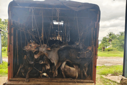 “ಕಸಾಯಿಖಾನೆಗೆ ಸಾಗಿಸುತ್ತಿದ್ದ ಹಸುಗಳ ವಶ”