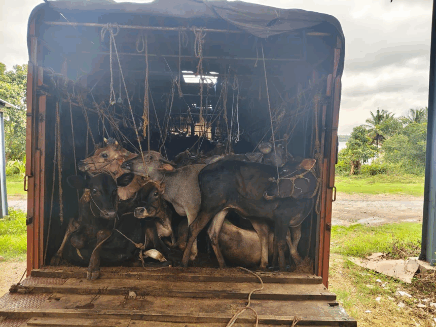“ಕಸಾಯಿಖಾನೆಗೆ ಸಾಗಿಸುತ್ತಿದ್ದ ಹಸುಗಳ ವಶ”