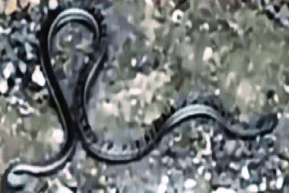 ಲಕ್ಕುಂಡಿ ಉತ್ಖನನ ವೇಳೆ ನಿಜ ಹಾವು ಪ್ರತ್ಯಕ್ಷ