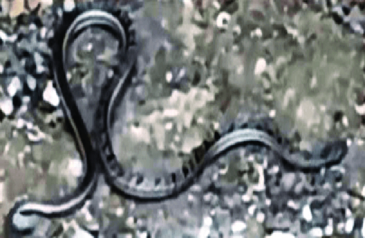 ಲಕ್ಕುಂಡಿ ಉತ್ಖನನ ವೇಳೆ ನಿಜ ಹಾವು ಪ್ರತ್ಯಕ್ಷ