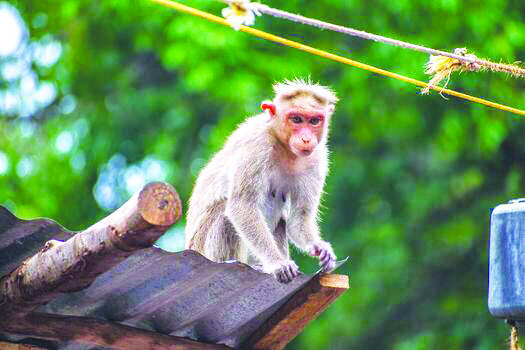 ತುಮಕೂರಿನಲ್ಲಿ ೧೧ ಮಂಗಗಳ ನಿಗೂಢ ಸಾವು