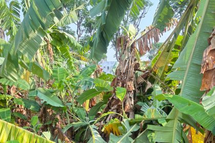 ಮಳೆ, ಗಾಳಿ ಅರ್ಭಟಕ್ಕೆ ನೆಲಕಚ್ಚಿದ ಬಾಳೆ ತೋಟ: ರೈತರಿಗೆ ಅಪಾರ ನಷ್ಟ