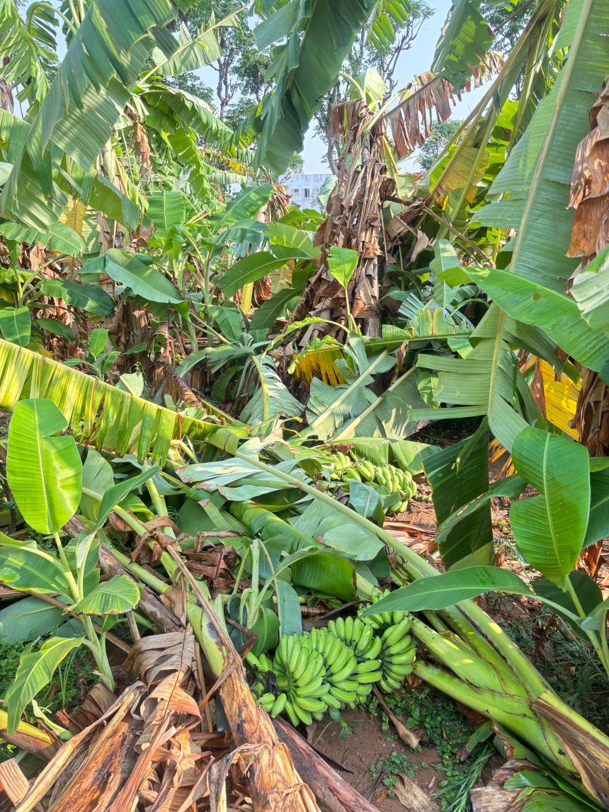 ಮಳೆ, ಗಾಳಿ ಅರ್ಭಟಕ್ಕೆ ನೆಲಕಚ್ಚಿದ ಬಾಳೆ ತೋಟ: ರೈತರಿಗೆ ಅಪಾರ ನಷ್ಟ