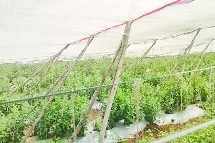 ಅಕಾಲಿಕ ಗಾಳಿ ಮಳೆ ಆರ್ಭಟ: ನೆಲಕಚ್ಚಿದ ಸೇವಂತಿ ತೋಟ, ರೈತ ಕಂಗಾಲು