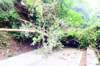 ರಸ್ತೆಗೆ ಬಿದ್ದ ಬೃಹತ್ ಮರ ವಾಹನ ಸಂಚಾರ ಬಂದ್