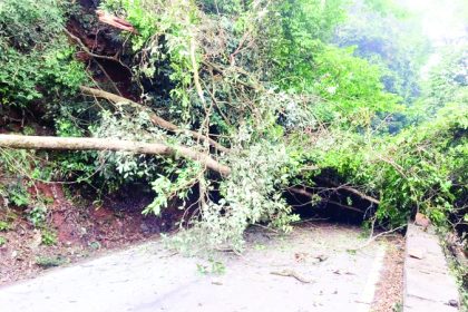 ರಸ್ತೆಗೆ ಬಿದ್ದ ಬೃಹತ್ ಮರ ವಾಹನ ಸಂಚಾರ ಬಂದ್