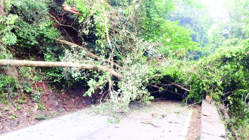 ರಸ್ತೆಗೆ ಬಿದ್ದ ಬೃಹತ್ ಮರ ವಾಹನ ಸಂಚಾರ ಬಂದ್