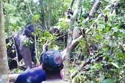 ನರಹಂತಕ ಕಾಡಾನೆ ಸೆರೆ