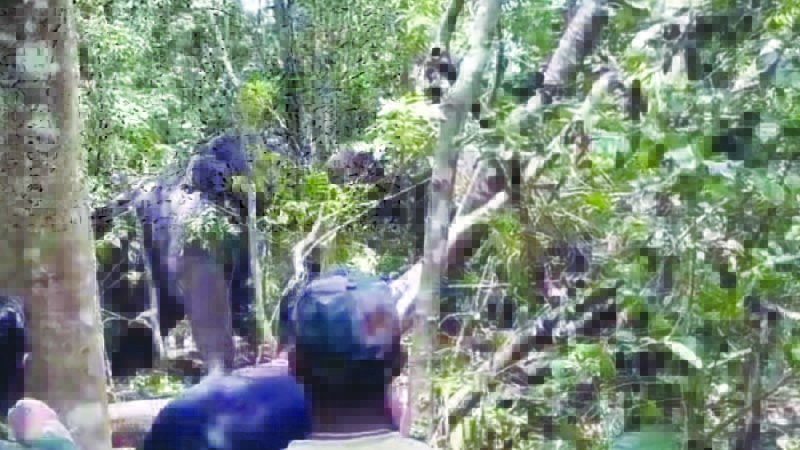 ನರಹಂತಕ ಕಾಡಾನೆ ಸೆರೆ