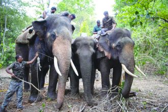 ಹೆಣ್ಣಾನೆಗೆ ರೇಡಿಯೋ ಕಾಲರ್ ಅಳವಡಿಕೆ