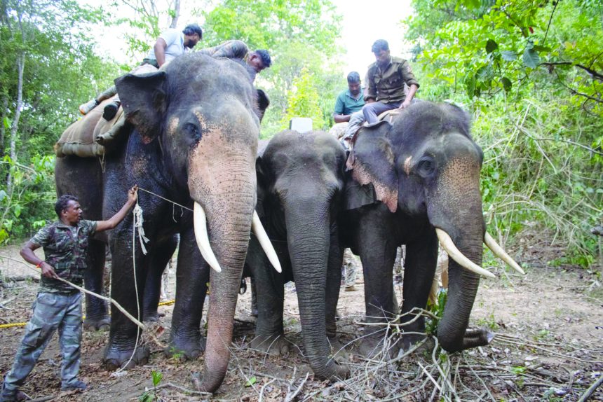 ಹೆಣ್ಣಾನೆಗೆ ರೇಡಿಯೋ ಕಾಲರ್ ಅಳವಡಿಕೆ