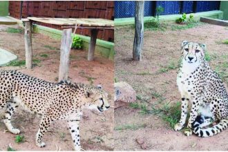 ದಕ್ಷಿಣ ಆಫ್ರಿಕಾದಿಂದ ಬನ್ನೇರುಘಟ್ಟ ಮೃಗಾಲಯಕ್ಕೆ  4 ಚೀತಾಗಳ ಆಗಮನ