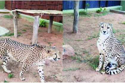 ದಕ್ಷಿಣ ಆಫ್ರಿಕಾದಿಂದ ಬನ್ನೇರುಘಟ್ಟ ಮೃಗಾಲಯಕ್ಕೆ  4 ಚೀತಾಗಳ ಆಗಮನ