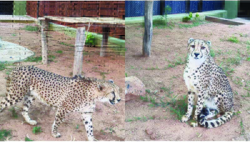 ದಕ್ಷಿಣ ಆಫ್ರಿಕಾದಿಂದ ಬನ್ನೇರುಘಟ್ಟ ಮೃಗಾಲಯಕ್ಕೆ  4 ಚೀತಾಗಳ ಆಗಮನ