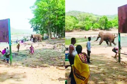 ಪ್ರವಾಸಿಗರ ಮೇಲೆ  ಕಾಡಾನೆ ದಾಳಿಪ್ರವಾಸಿಗರ ಮೇಲೆ  ಕಾಡಾನೆ ದಾಳಿ