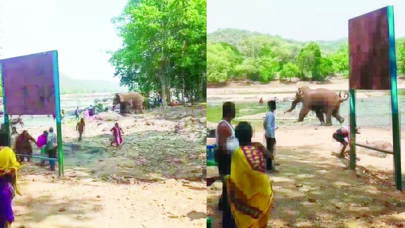 ಪ್ರವಾಸಿಗರ ಮೇಲೆ  ಕಾಡಾನೆ ದಾಳಿಪ್ರವಾಸಿಗರ ಮೇಲೆ  ಕಾಡಾನೆ ದಾಳಿ