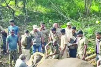 ಕಾರ್ಯಾಚರಣೆ ಆರಂಭಗೊಂಡ ದಿನವೇ ಪುಂಡಾನೆ ಸೆರೆ
