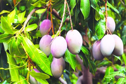 ಮಾವಿಗೆ ಇಂದು ಅಥವಾ ನಾಳೆ  ಬೆಂಬಲ ಬೆಲೆ ಘೋಷಣೆ